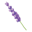 17-Lavender-Watercolor.png