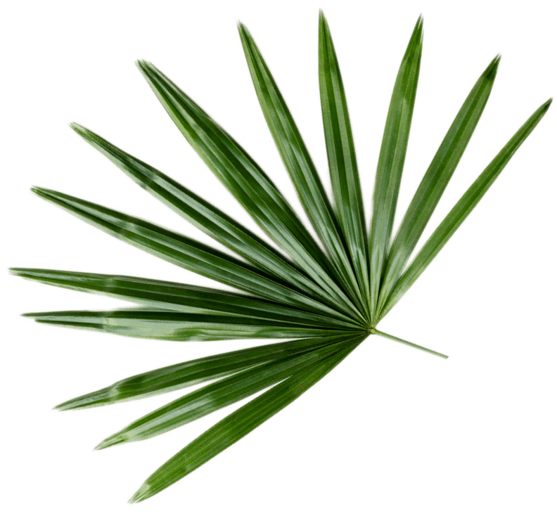 fresh-green-palm-leaf-background-CWB493Q-1.png