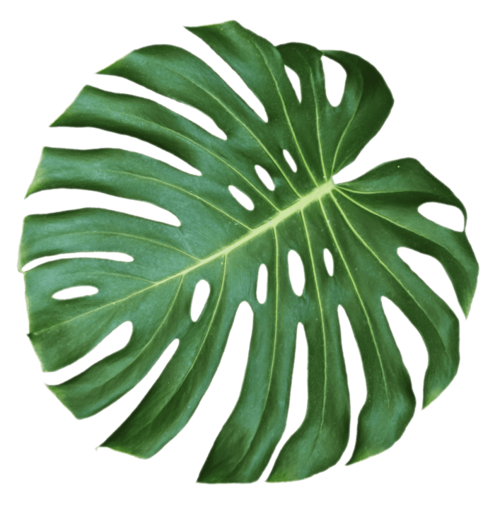 jungle-monstera-leaf-isolated-on-white-background-FL4M8JZ.png